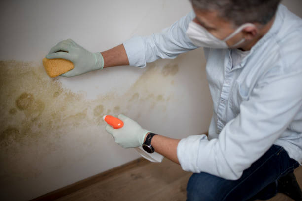 Best Mold Damage Repair  in Holmes Beach, FL