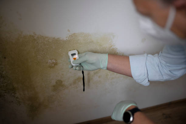 Best Mold Damage Repair  in Holmes Beach, FL