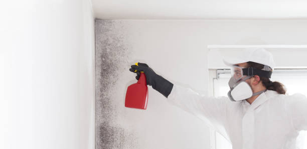 Best Commercial Mold Removal  in Holmes Beach, FL